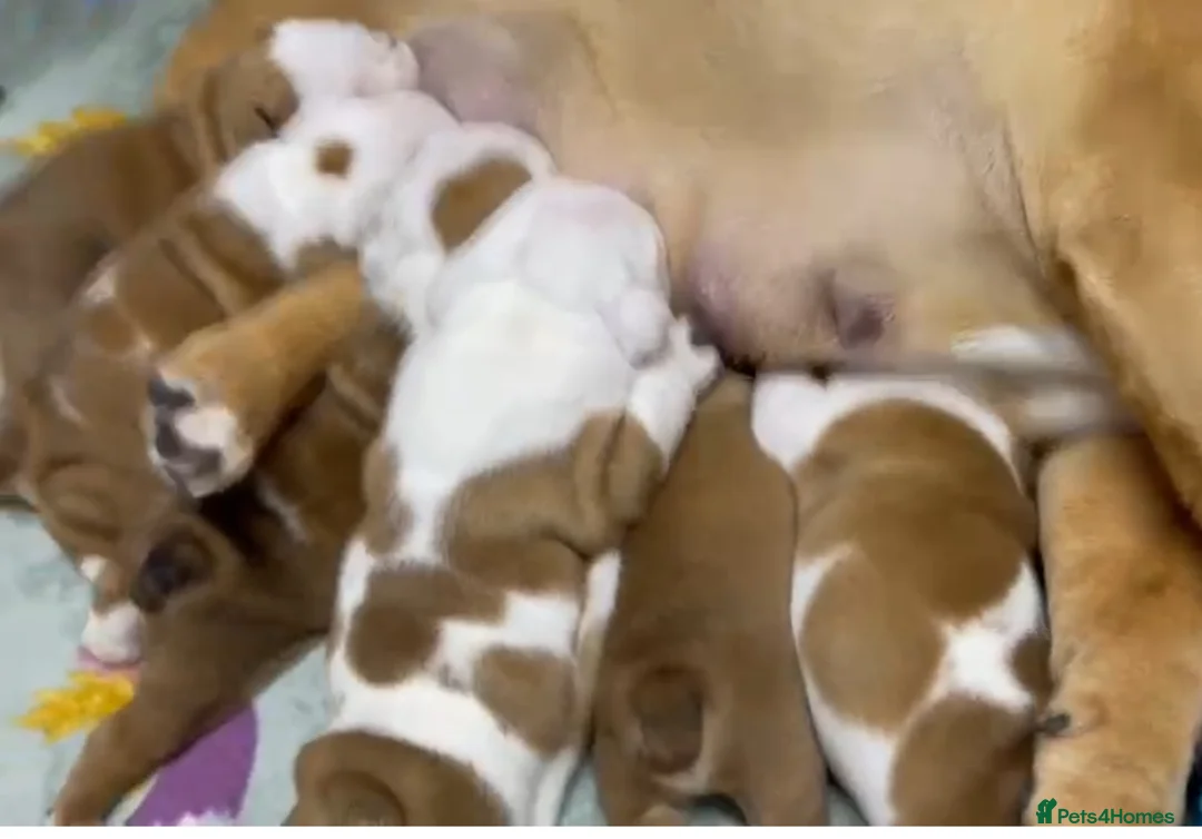 English Bulldog dogs for stud: Britishpride stud  in Manchester - Advert 16