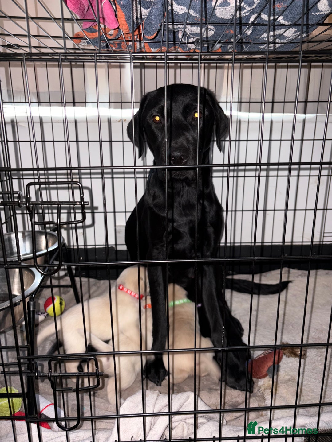 Labrador Retriever dogs for sale: 5 stunning Lab puppies for sale - Advert 7