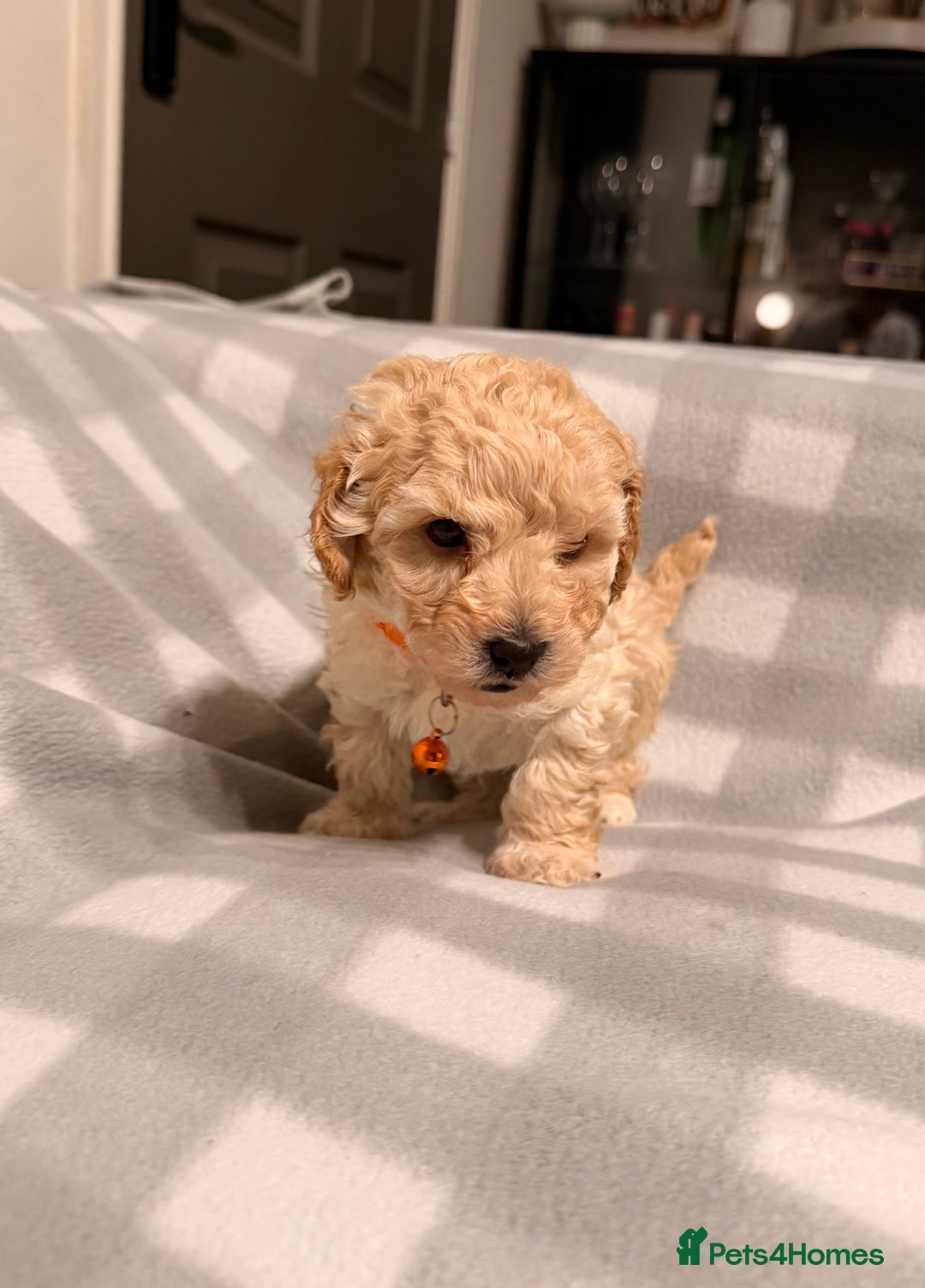 Cavapoochon dogs for sale: Cavapoochon Puppies Available From 12th January - Advert 7