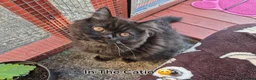 Mixed Breed cats for sale: Adorable Female Persian x Ragdoll Kitten ❤️ - Advert 2