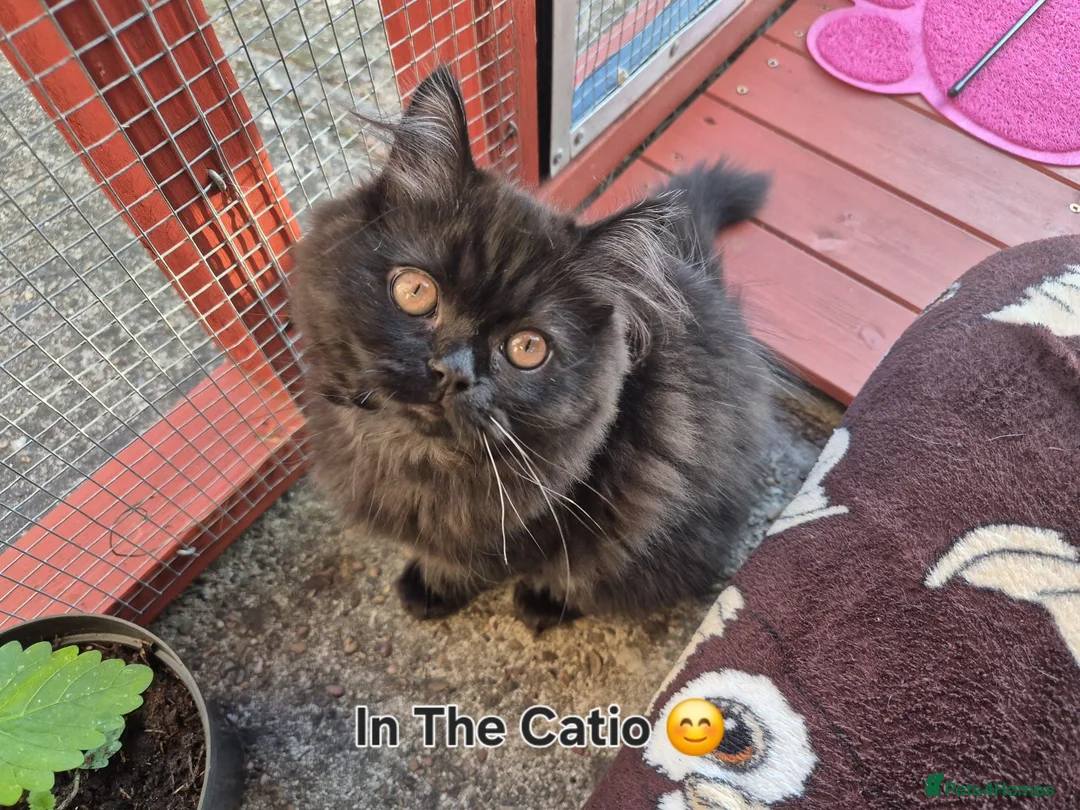 Mixed Breed cats for sale: Adorable Female Persian x Ragdoll Kitten ❤️ - Advert 2