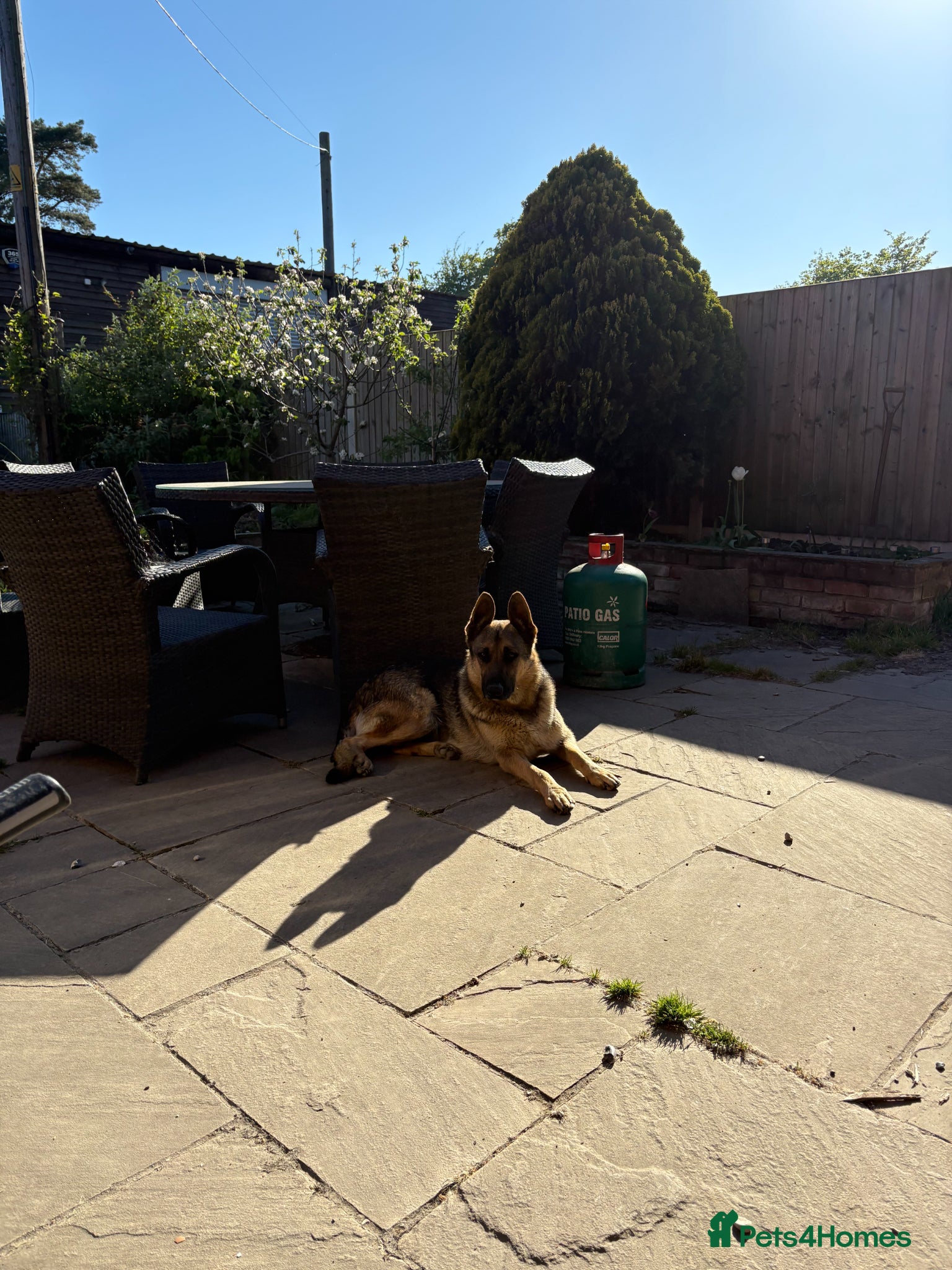 German Shepherd dogs Beautiful Alsatian Puppies male & Female for sale - Advert 2