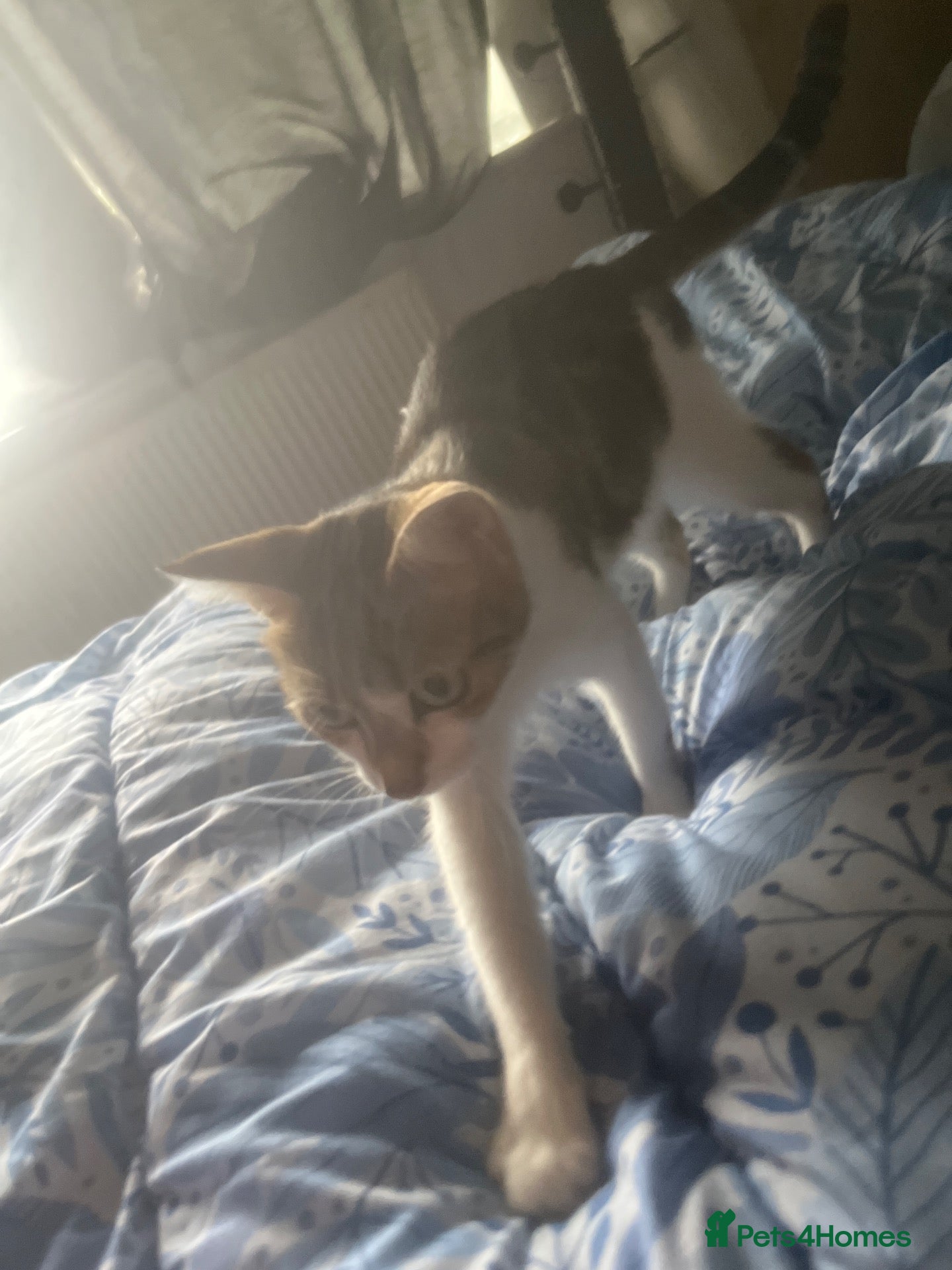 Mixed Breed cats 5 cats for sale - Advert 3