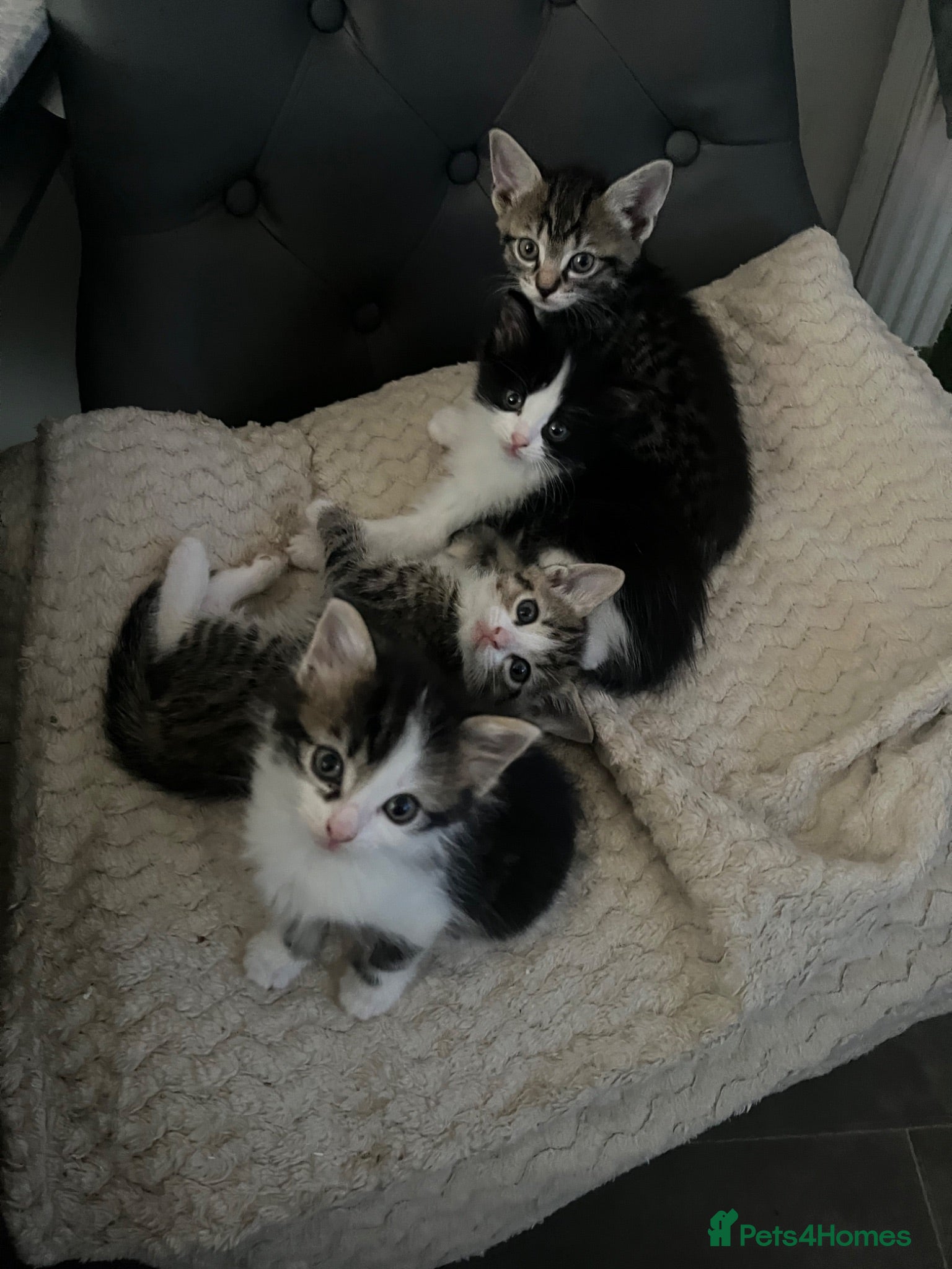 Mixed Breed cats Ragdoll mix kittens - Advert 1