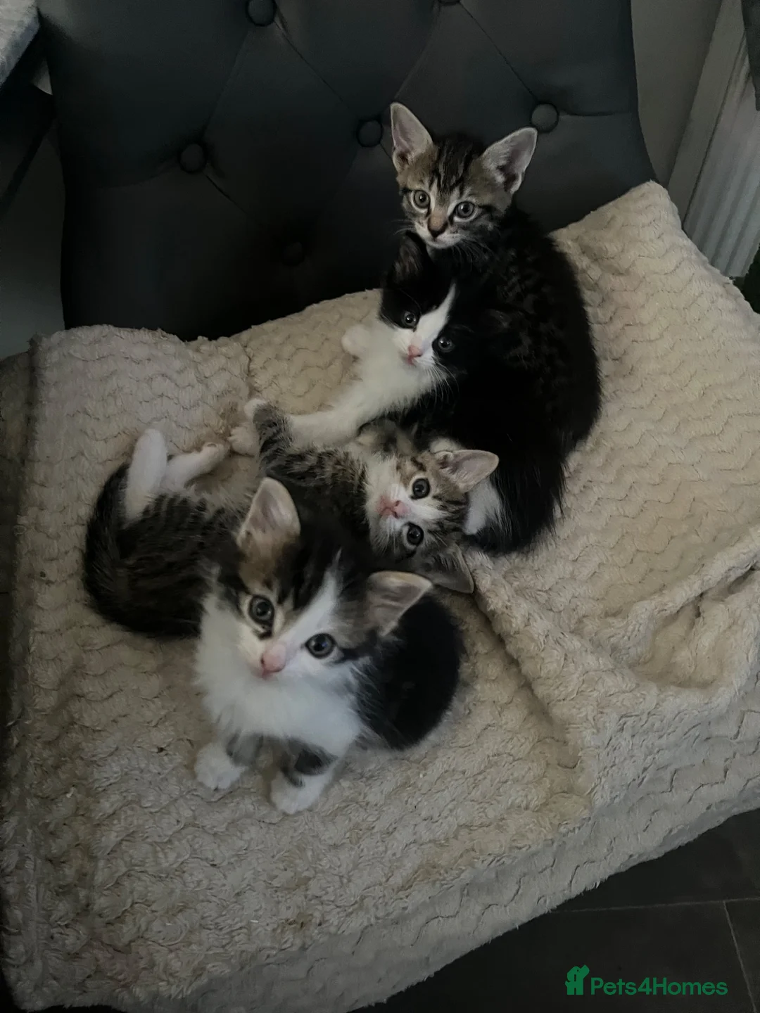 Mixed Breed cats for sale: Ragdoll mix kittens in Sheffield - Advert 1