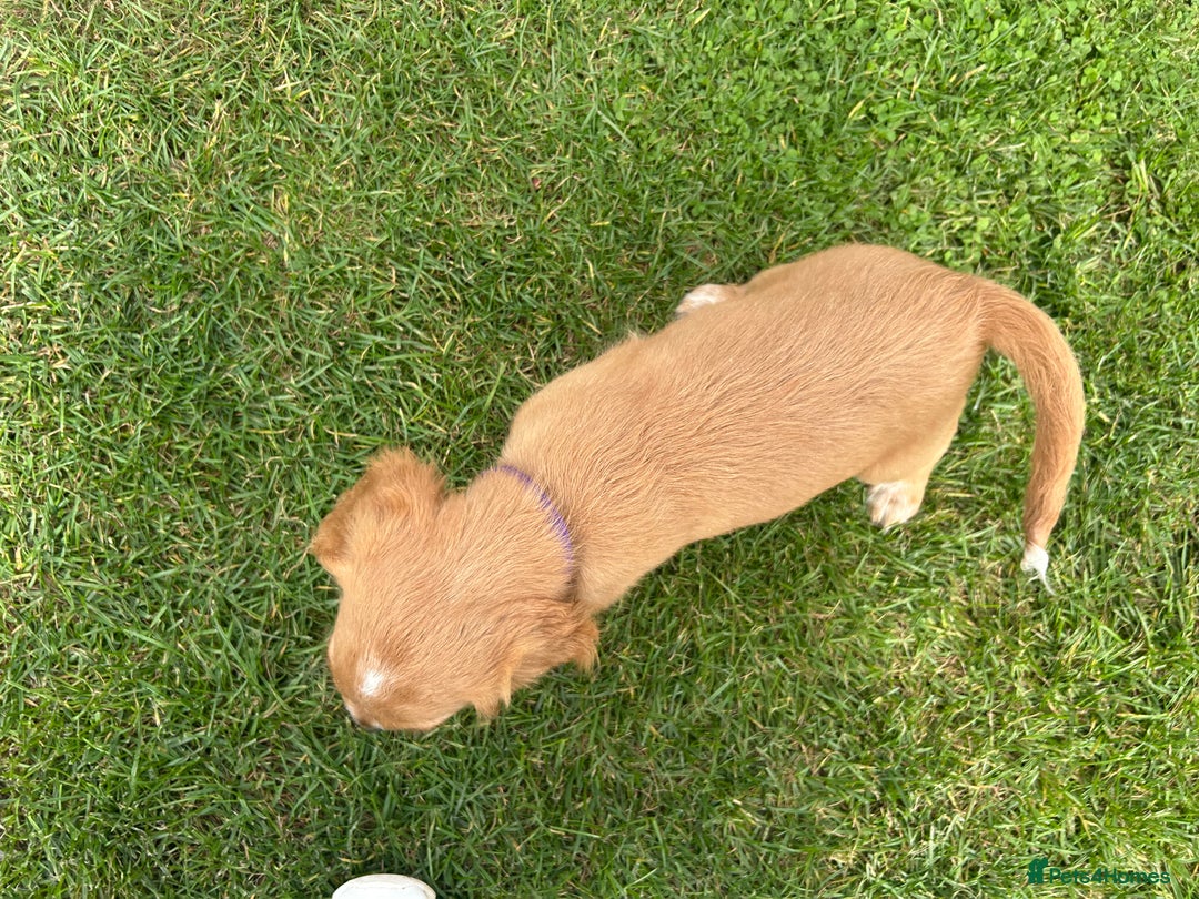 Mixed Breed dogs for sale: Jackapoo spaniel cross - hound puppies  - Image 24