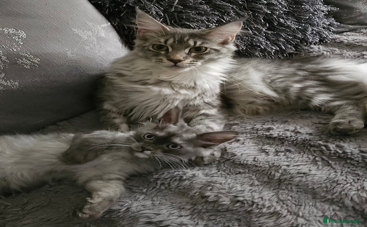 Maine Coon cats - Advert 16
