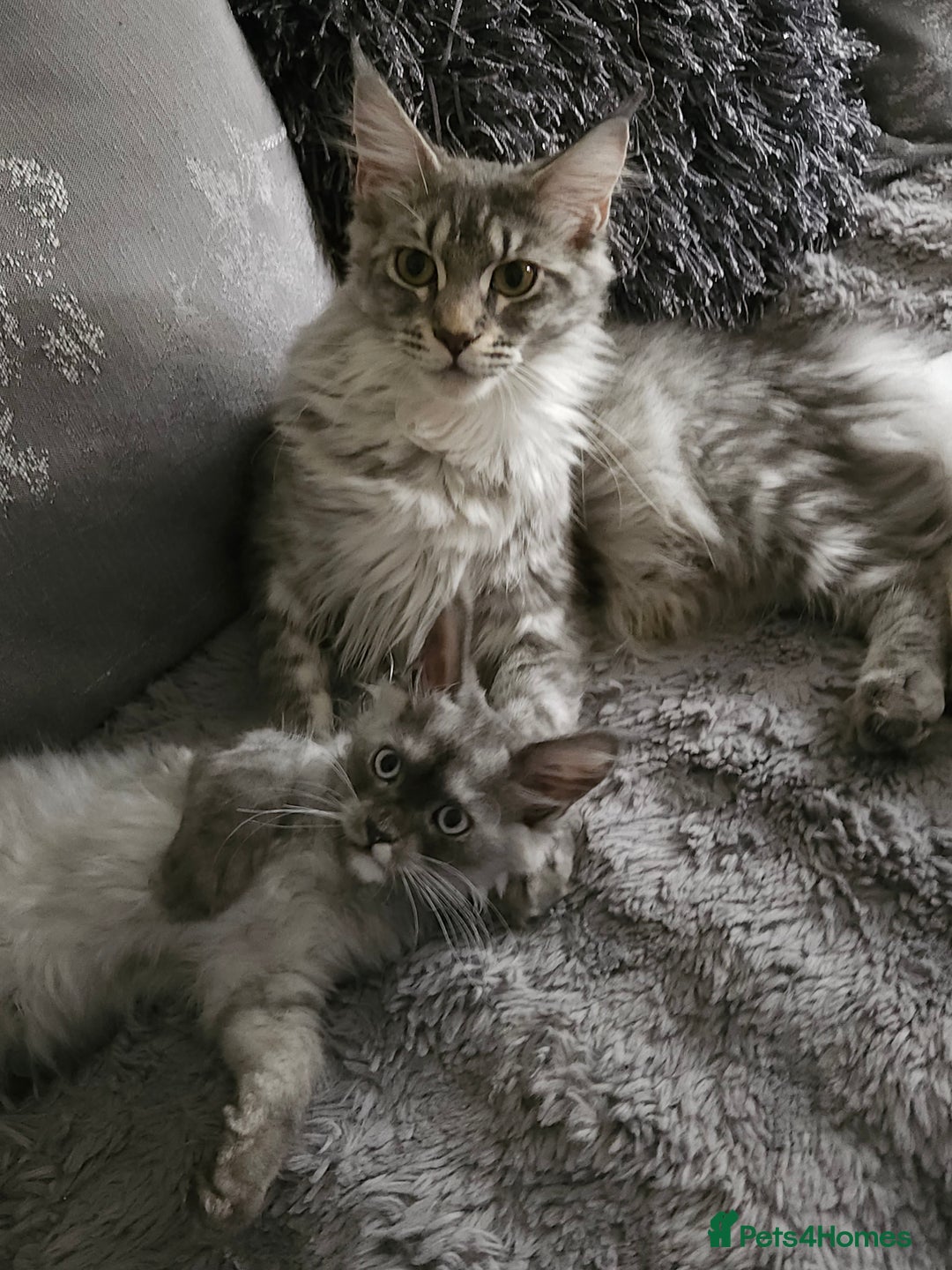 Maine Coon cats for sale: 💖last boy, blue eyed high silver 💖TICA  - Image 1
