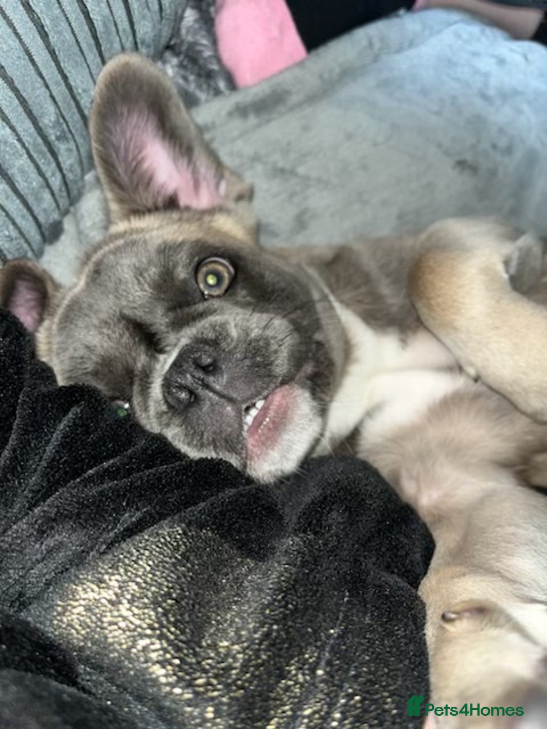 French Bulldog dogs for sale: French bulldog  - Image 25