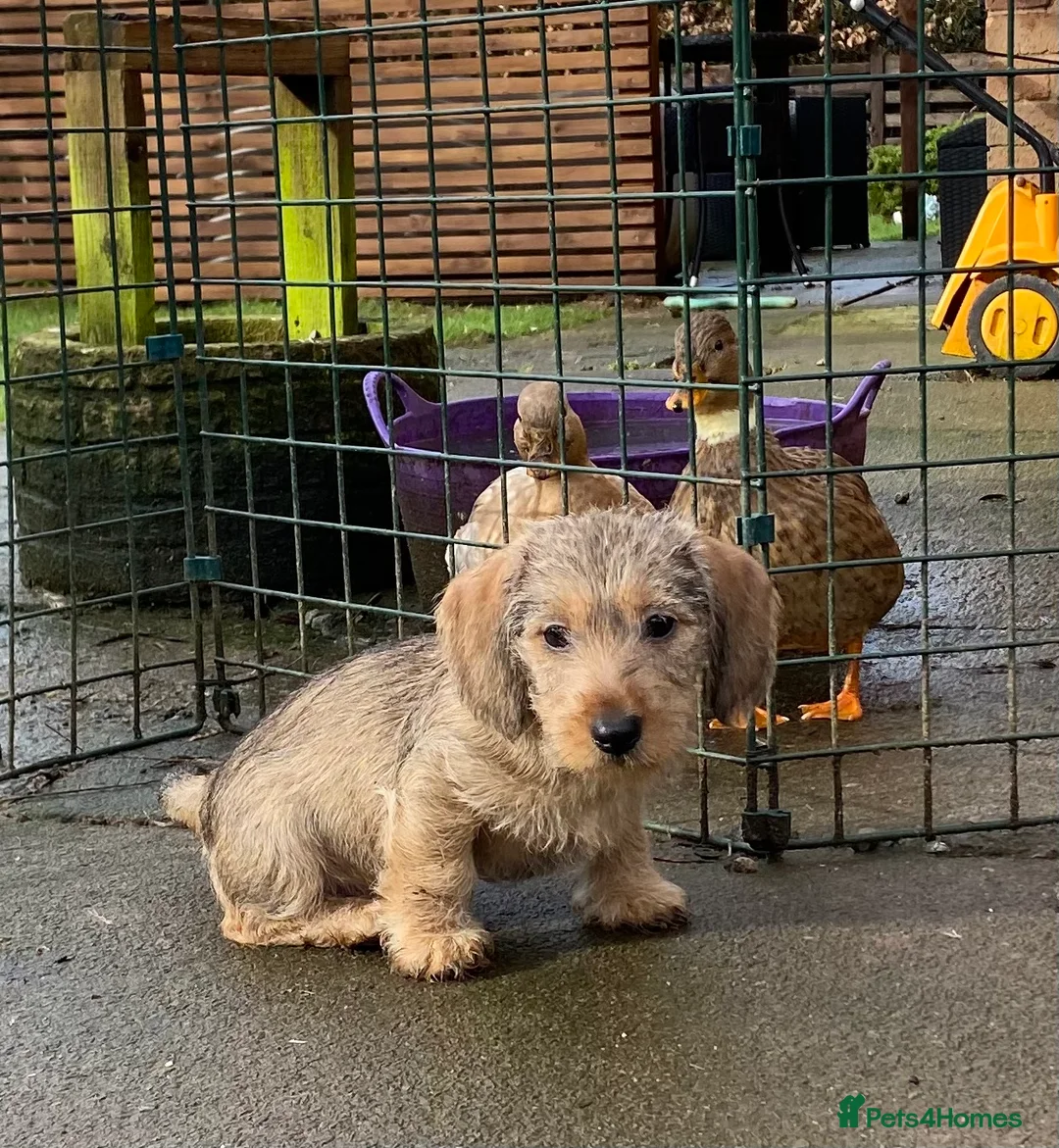 Dachshund dogs for sale: Schweenie puppies  - Advert 1