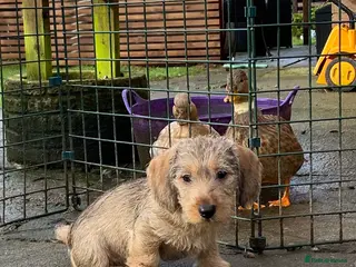 Dachshund dogs Schweenie puppies - Advert 1