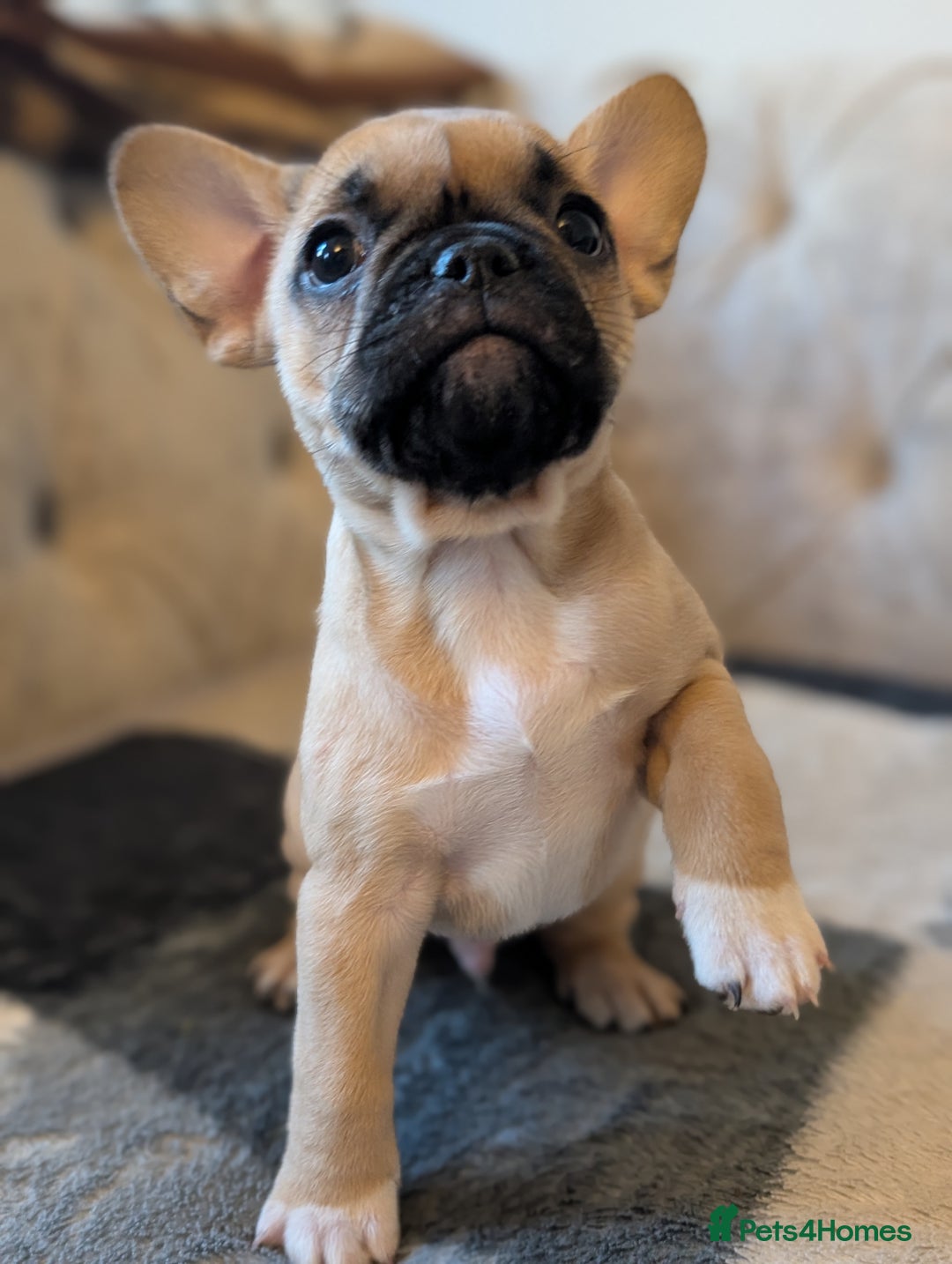 French Bulldog dogs for sale: French bulldog puppy's ready to go! - Advert 6