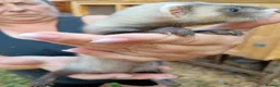 Ferret rodents for sale: Ferret hob kits in Hereford - Advert 4