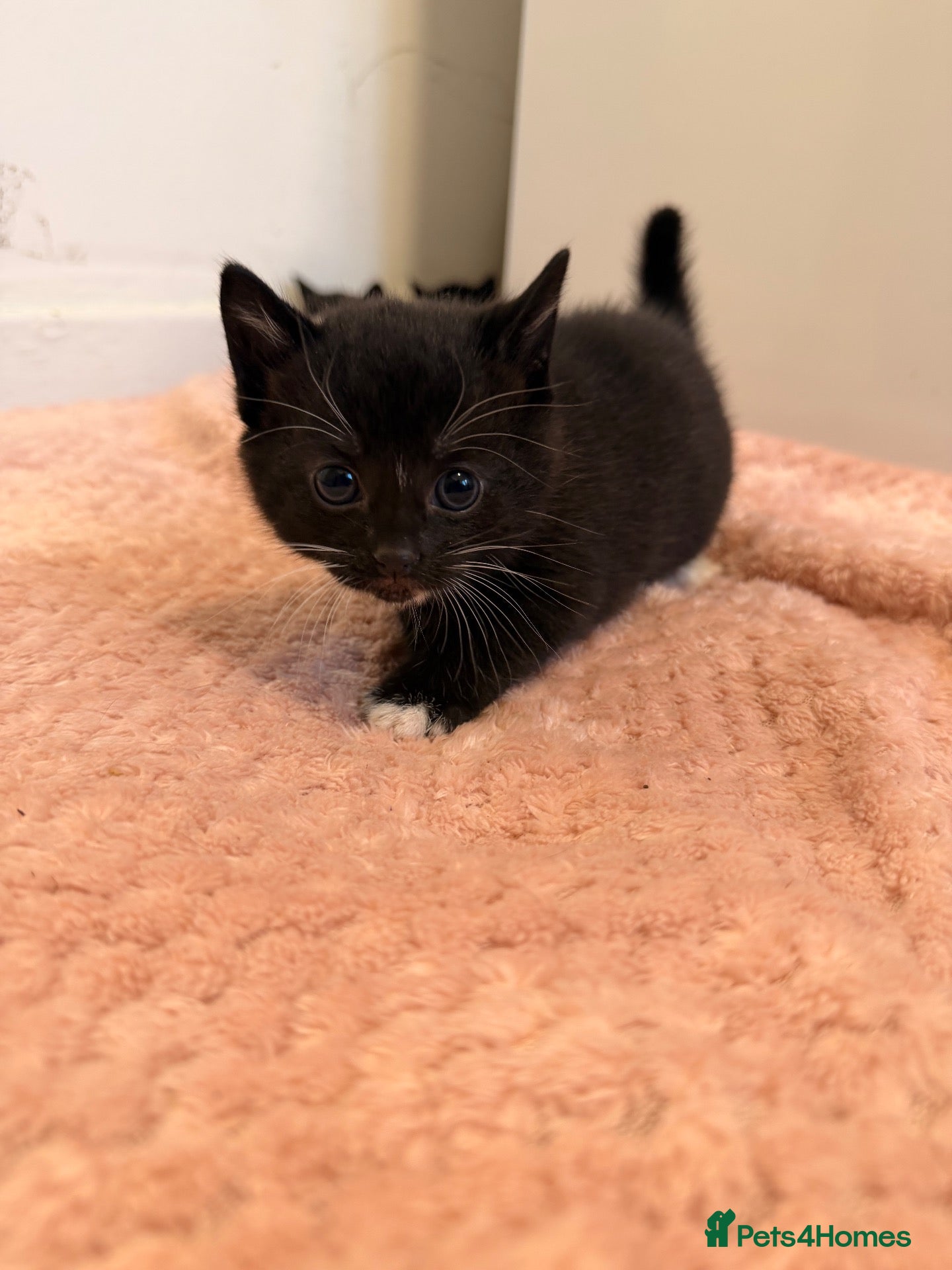 Mixed Breed cats Gorgeous kittens looking for forever family  - Advert 10
