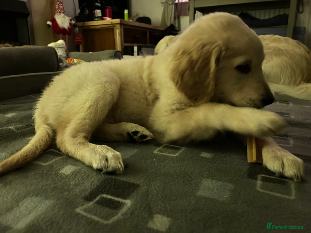 Golden Retriever dogs for sale: Golden retriever puppy  - Advert 7