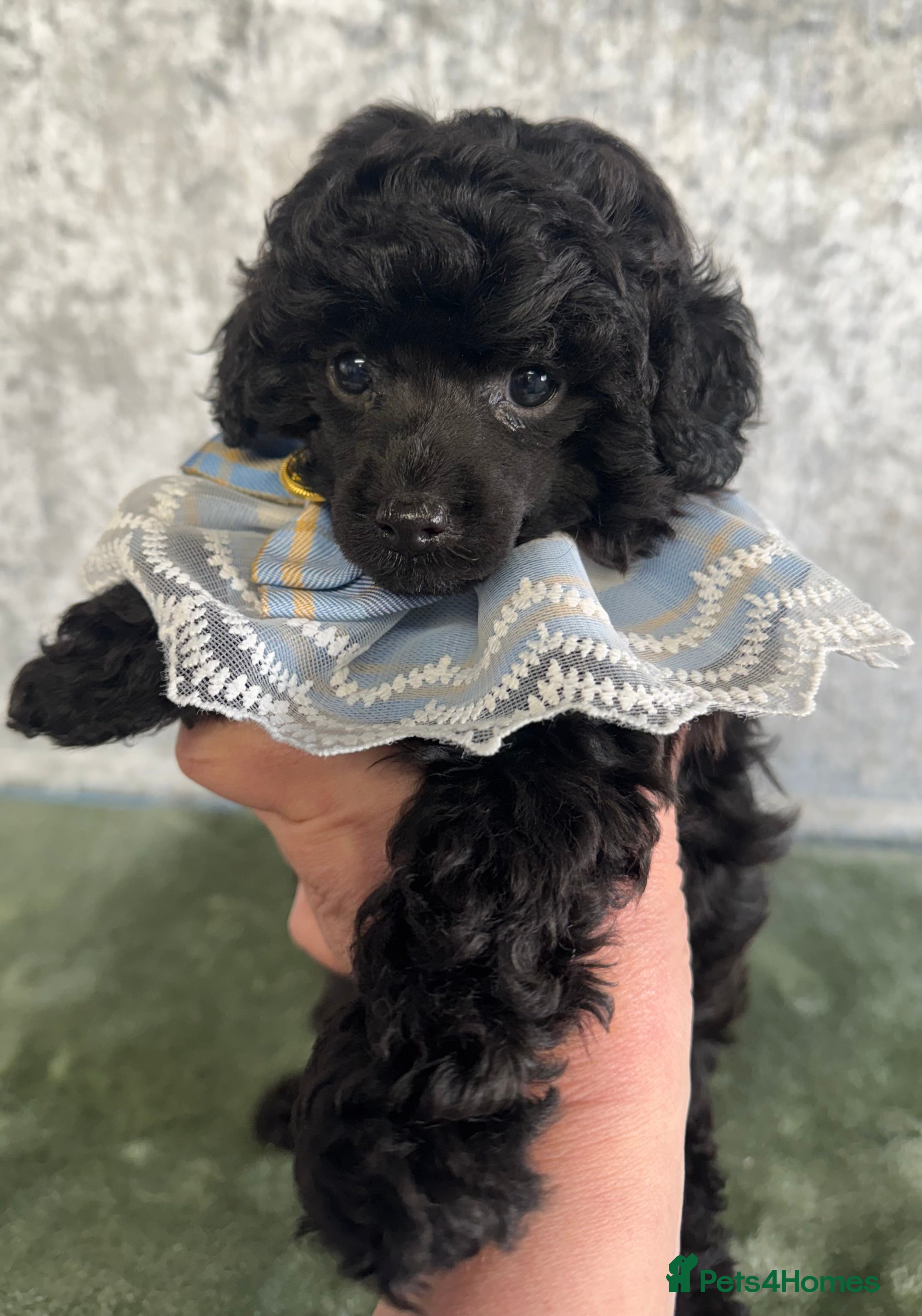 Toy Poodle dogs Toy poodle x Asian  - Advert 11