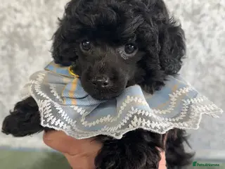 Toy Poodle dogs Toy poodle x Asian - Advert 11