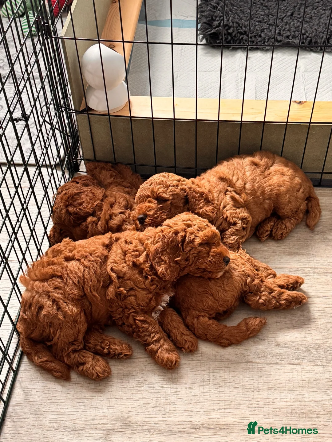 Cavapoochon dogs for sale: 3 Cavapoochon boys in Carmarthen - Advert 15