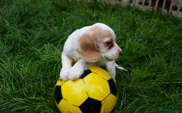 Cocker Spaniel dogs for sale: READY TO GO 4 KC working cocker spaniel puppies - Image 5