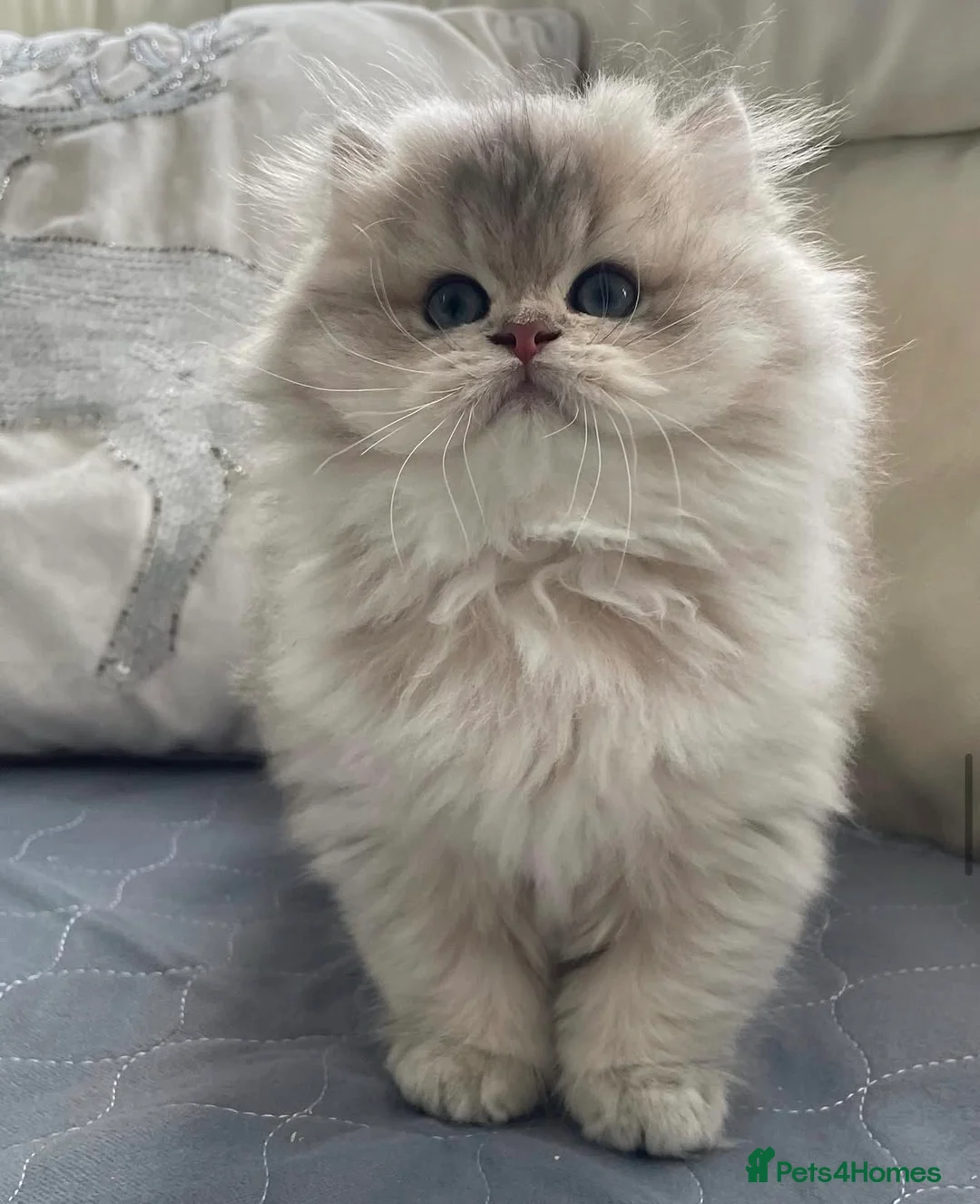 British Longhair cats for sale: Lilac golden British longhair blue golden pedigree - Advert 1