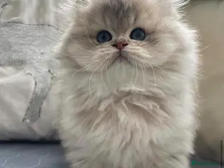 British Longhair cats Lilac golden British longhair blue golden pedigree - Advert 3