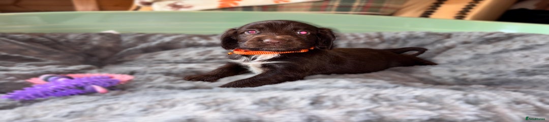 Sprocker Puppy 1