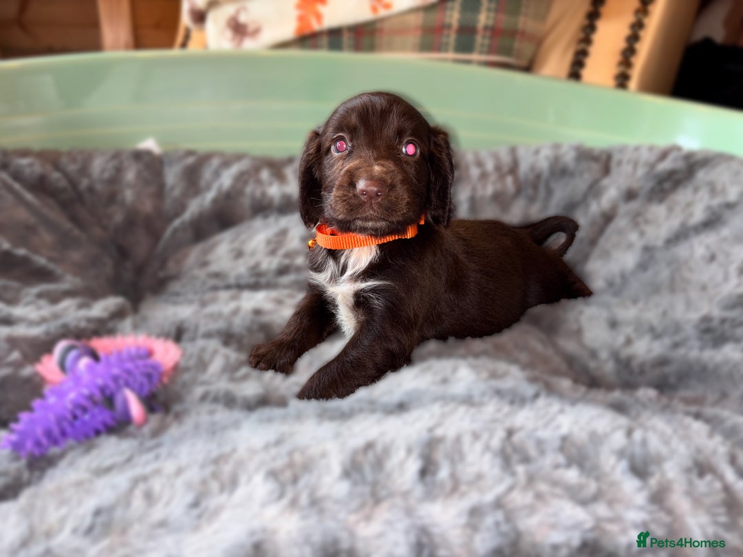Sprocker dogs for sale: Beautiful litter of working type sprockers  - Image 5