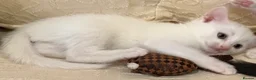 Mixed Breed cats for sale: 4 kittens and 1 mother - Advert 6