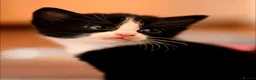 Mixed Breed cats for sale: Stunning kittens  - Advert 7
