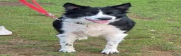 Border Collie dogs for adoption: Ball mad Bess wants a new loving forever home - Advert 2