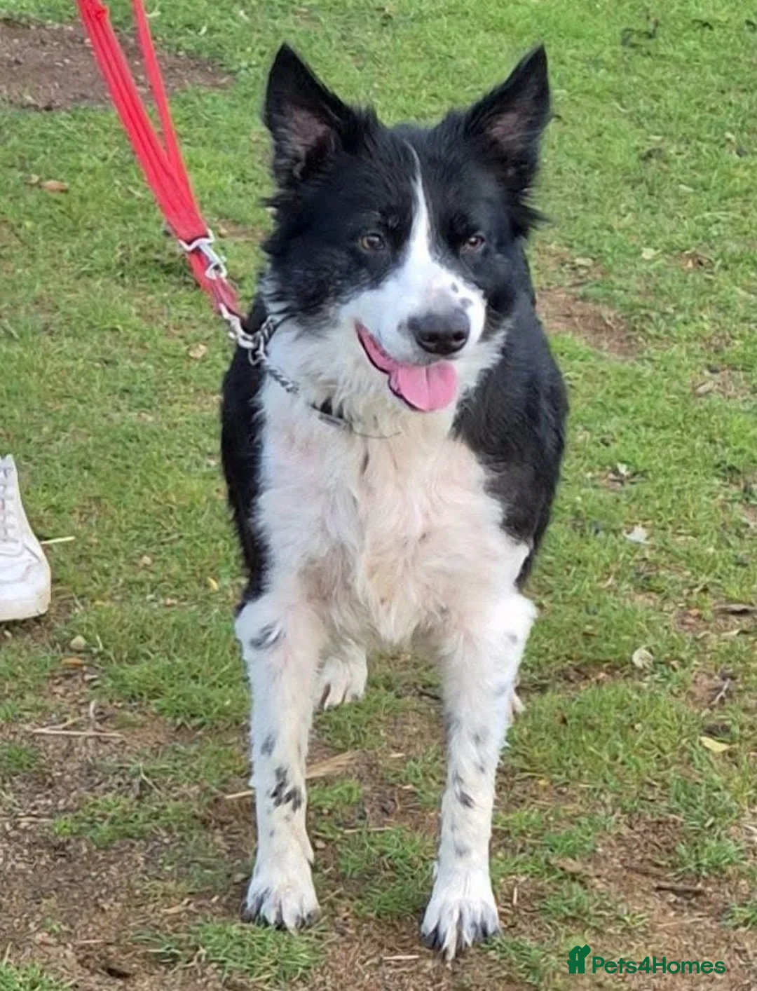 Border Collie dogs for adoption: Ball mad Bess wants a new loving forever home - Advert 2