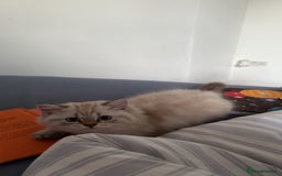 British Longhair cats for sale: British long hair  - Image 12