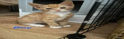 Mixed Breed cats for sale: 🐾 Adorable Kittens Looking for Loving Homes 🏡 - Advert 6