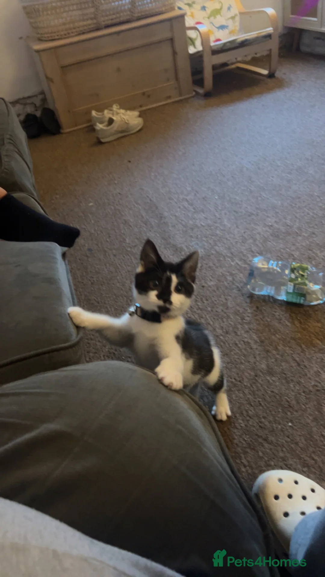 Mixed Breed cats for sale: COLLECTION ONLY  - Advert 3