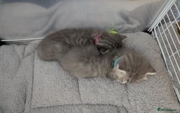Mixed Breed cats for sale: Beautiful grey silver grey tabby kittens - Image 2