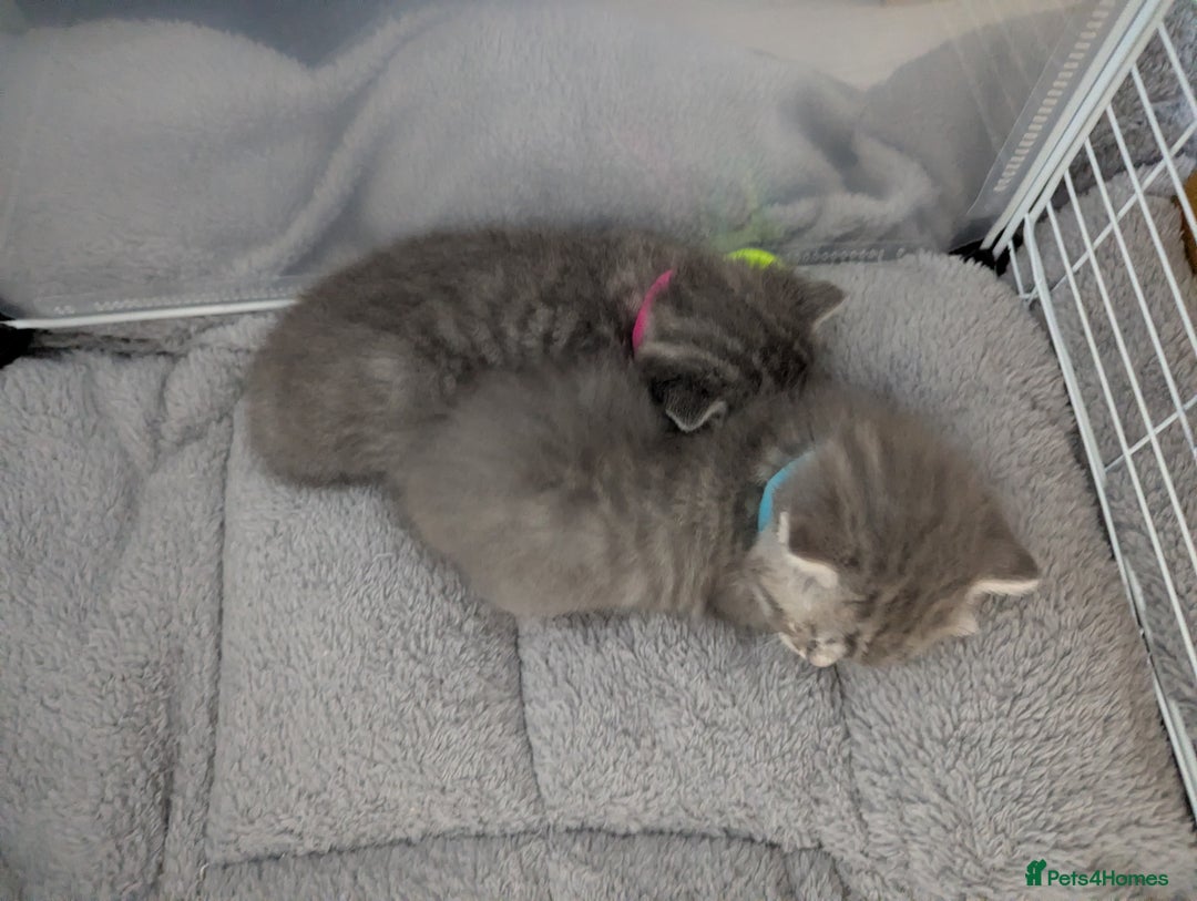 Mixed Breed cats for sale: Beautiful grey silver grey tabby kittens - Image 2
