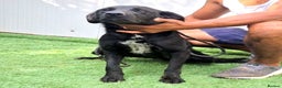 Mixed Breed dogs for adoption: Ebony 🐾 A Soft Little Heart Looking for Love - Advert 4