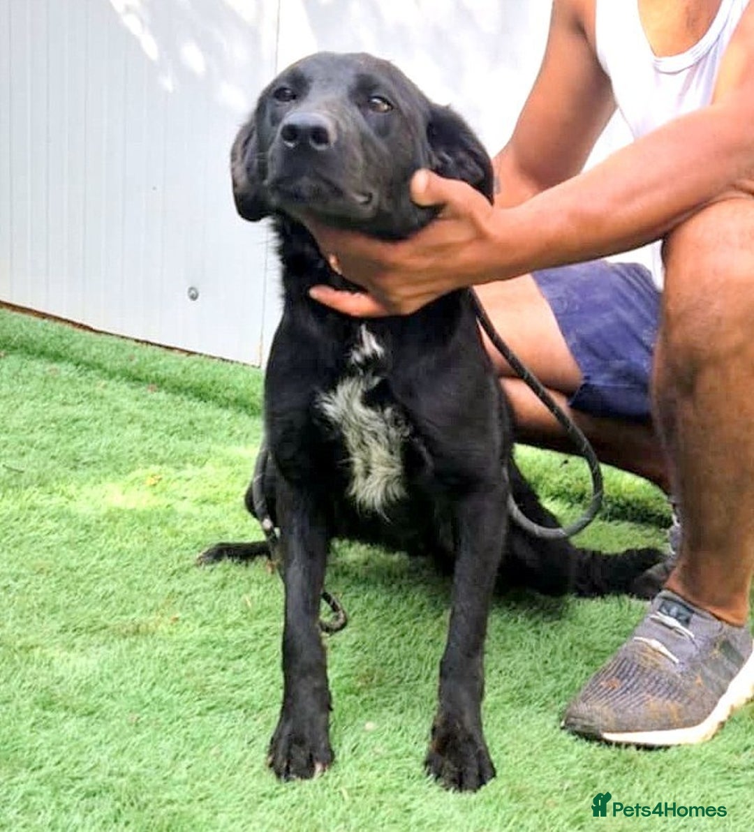 Mixed Breed dogs for adoption: Ebony 🐾 A Soft Little Heart Looking for Love - Advert 4