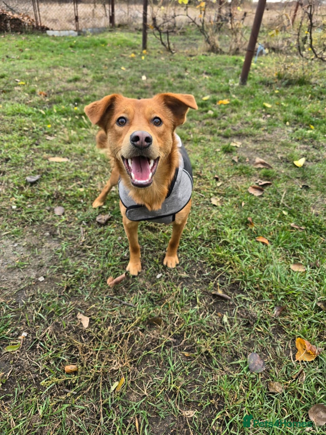 Mixed Breed dogs for adoption: 💙ARNY💙 -9 months beautiful boy needs home ASAP - Advert 13
