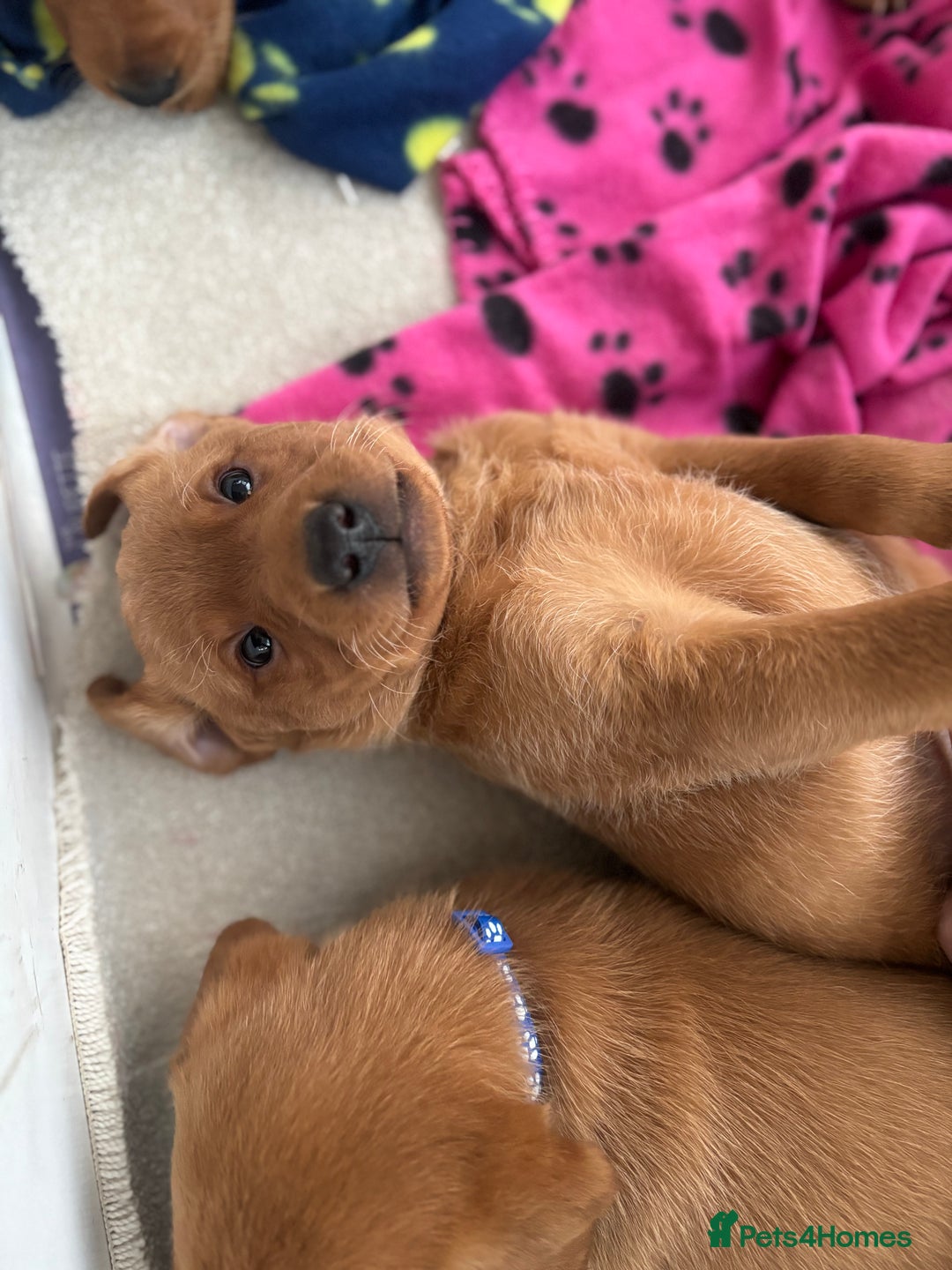 Labrador Retriever dogs for sale: Beautiful KC Fox Red Labrador Puppies - Image 5