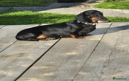 Miniature Dachshund dogs for sale: Miniature dachshund female - Image 5