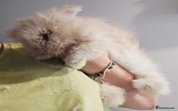 Angora rabbits for sale: Poor little man... - Image 4