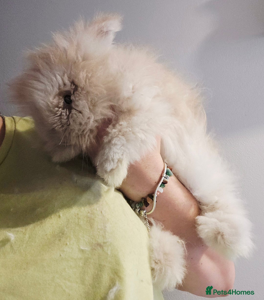 Angora rabbits for sale: Poor little man... - Image 4