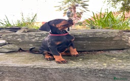 Dobermann dogs for sale: Ready now, Outstanding KC Reg Dobermann puppies - Image 38