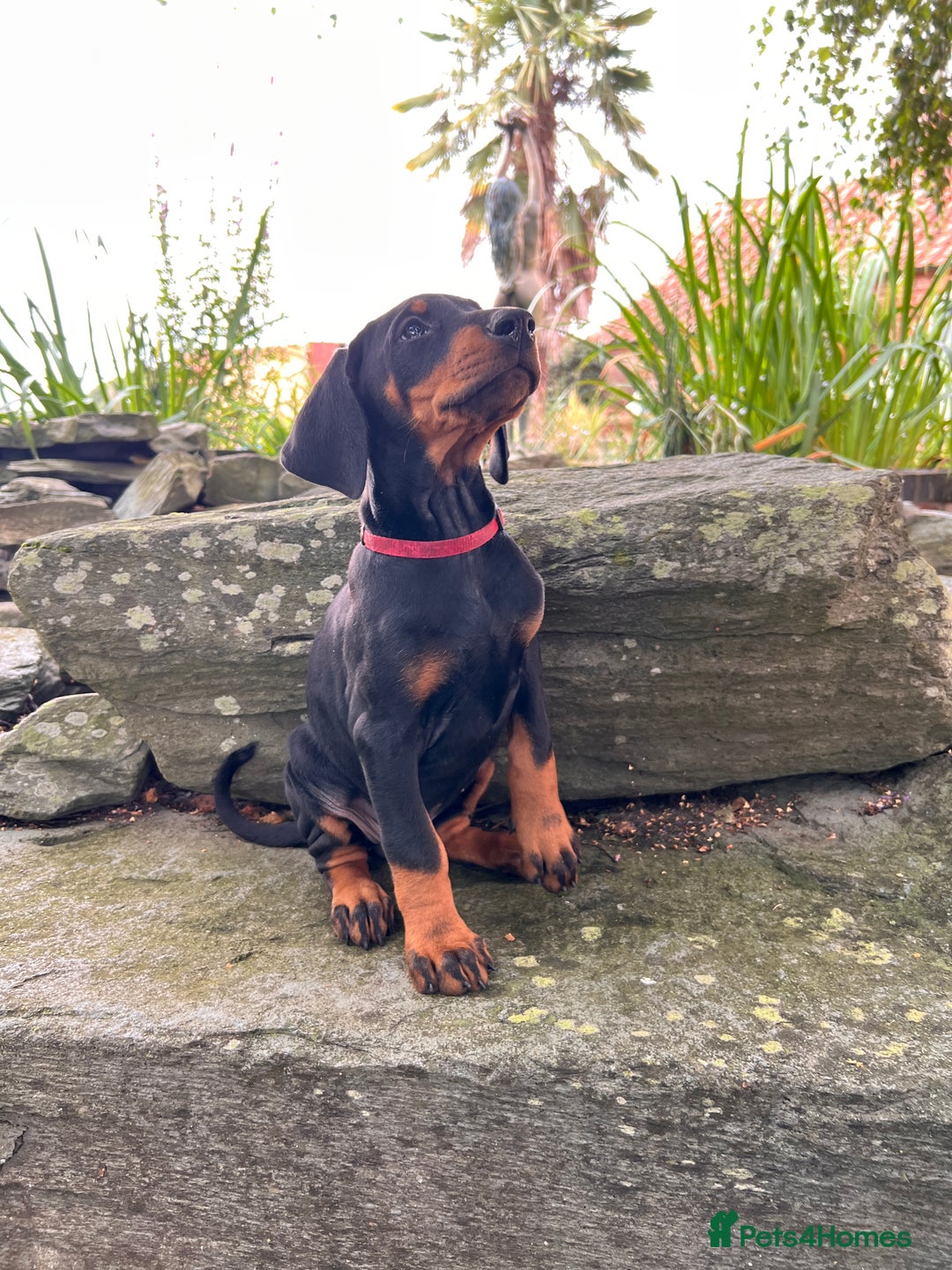 Dobermann dogs for sale: Ready now, Outstanding KC Reg Dobermann puppies - Image 38
