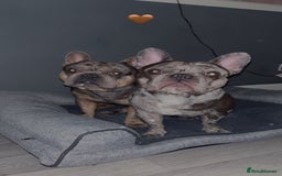 French Bulldog dogs for sale: BonBon & Hugo - Image 8