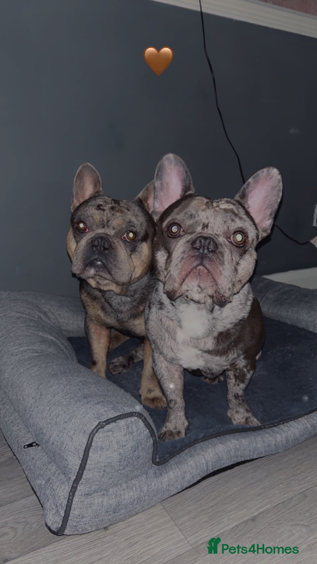French Bulldog dogs for sale: BonBon & Hugo - Image 8