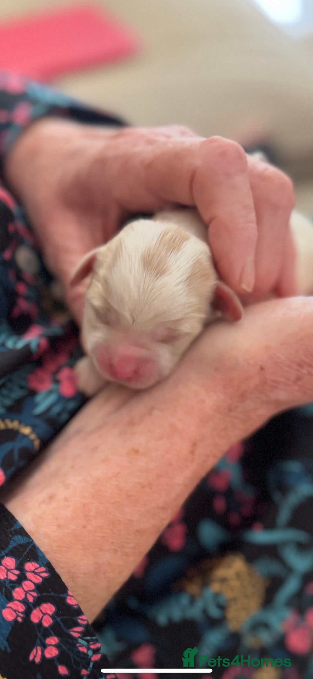 Mixed Breed dogs for sale: Malton Puppies - Image 3