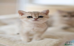 British Shorthair cats for sale: Adorable Blue Golden BSH/BLH kittens - Image 2