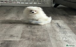 Pomeranian dogs for sale: ICE white Pomeranian girl READY NOW  - Image 9